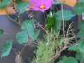 Tante-Suse-Biosk-Blume